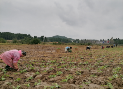 黄颡口镇：抢抓及时雨 油菜移栽忙