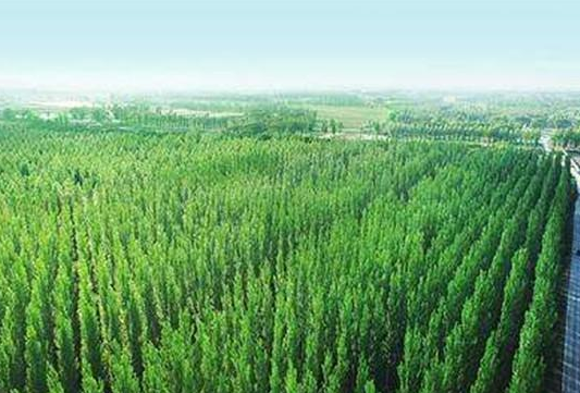 阳新2023年计划造林8.7万亩