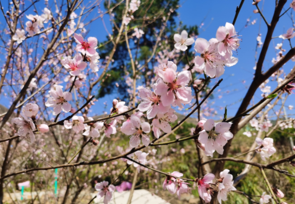 3月15日，来殷祖赏樱花、品白茶吧！