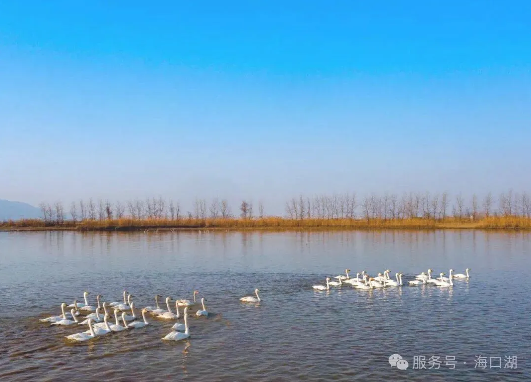 水韵黄石·生态海口湖：一湖清水映古今，两岸绿意绘新图